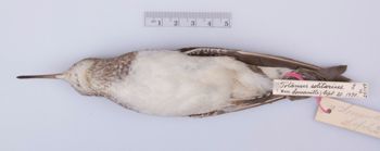 Media type: image;   Ornithology 225149